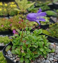 Campanula pilosa superba - 8cm pot 